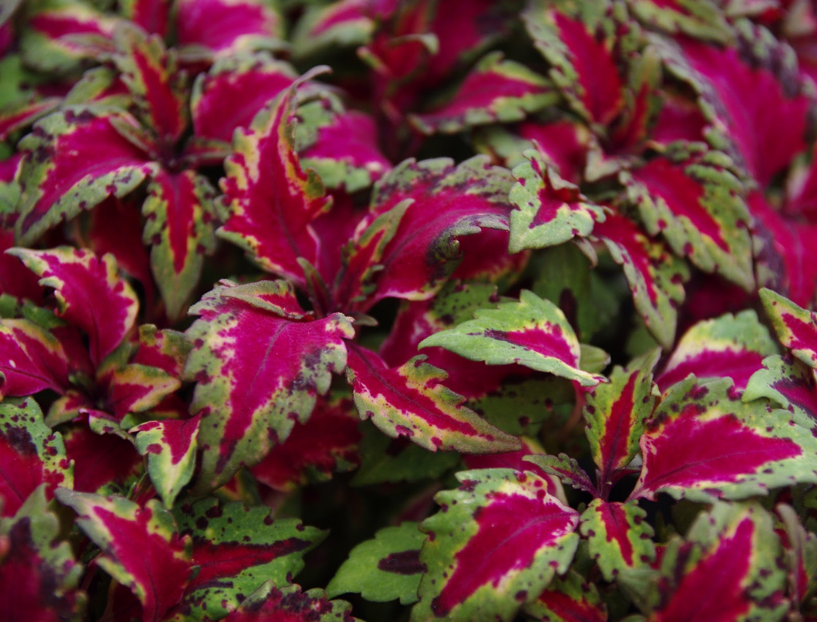 Watermelon Coleus