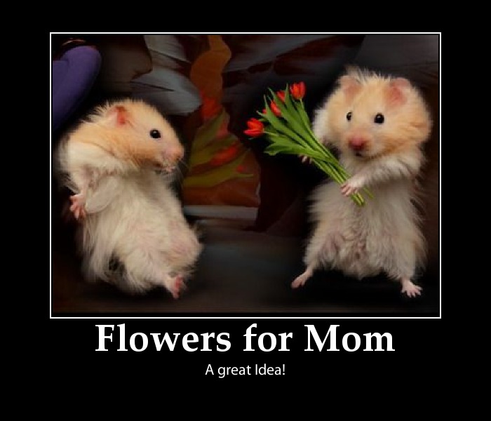 Flowers for Mother#39;s Day mothers day 2011 flowers. Flowers for Mother#39;s Day