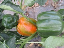 pimiento "CALIFORNIA NARANJA"