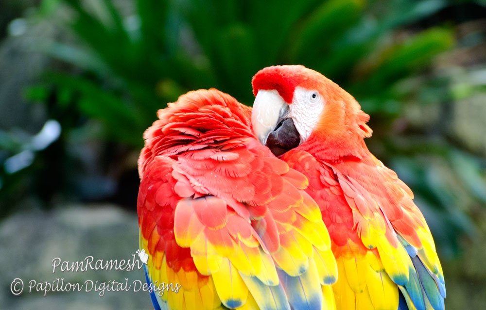 Posted by papillon digital design at 711 PM