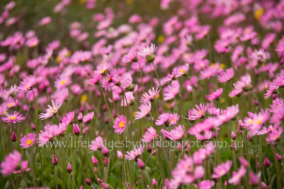 Everlasting Flowers Western Australia Low Price www.oceanproperty.co.th