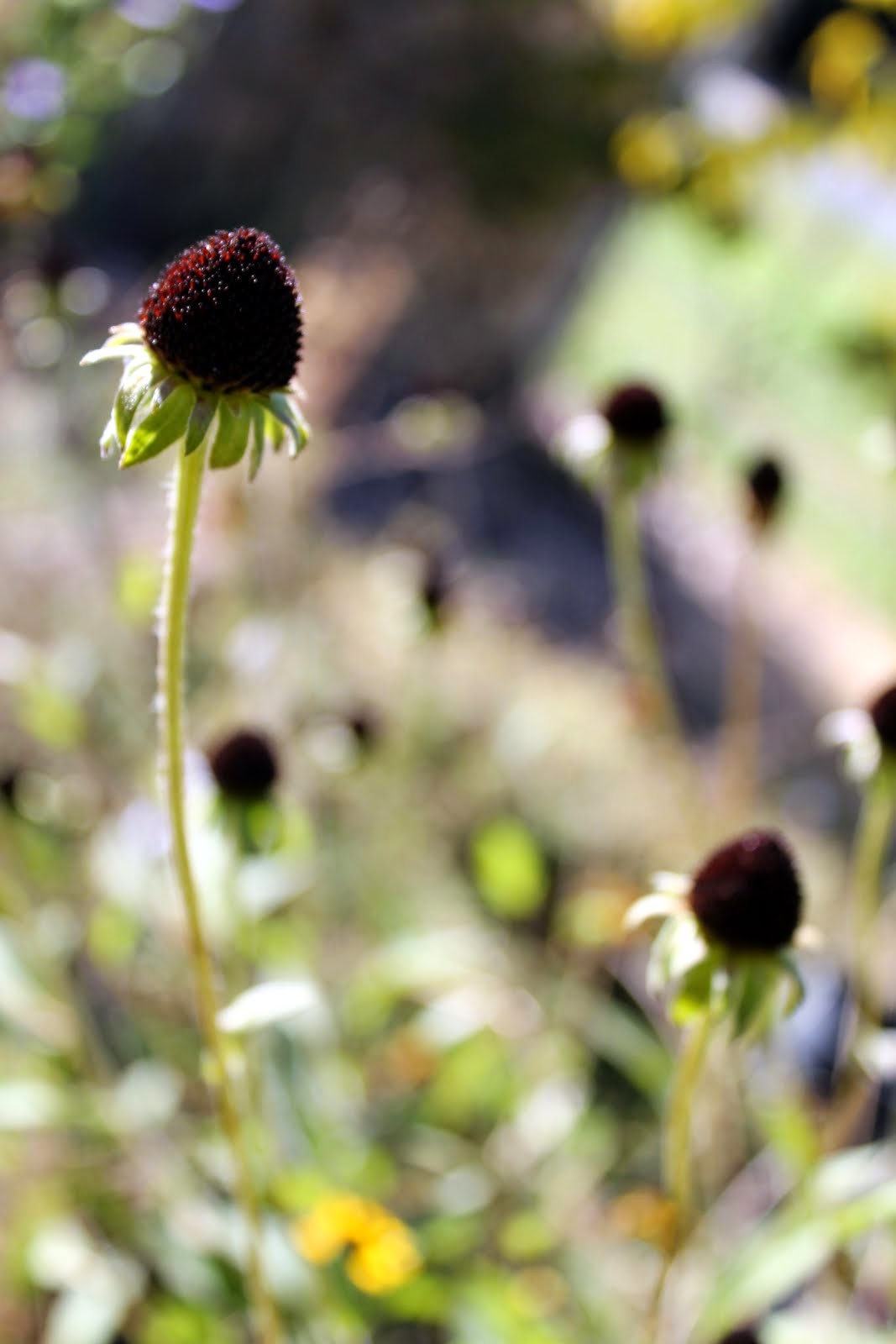 seed heads