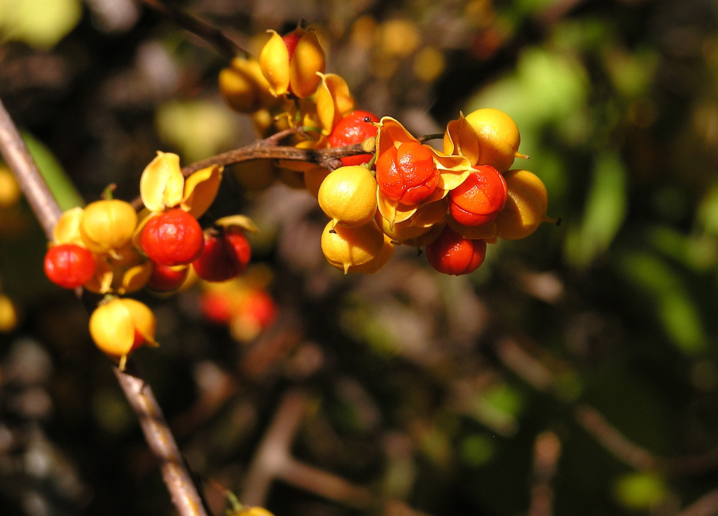 BITTERsweet Pharr Away