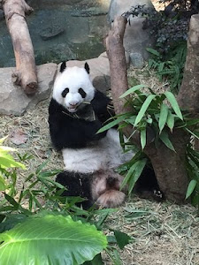 A panda is eating a leaf