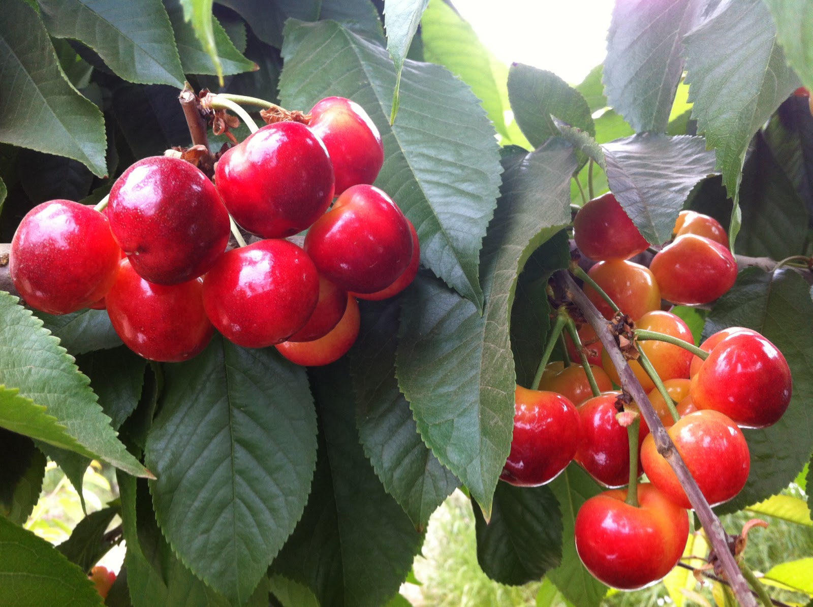 Produce Clerk The Produce Clerks Handbook by RICK CHONG