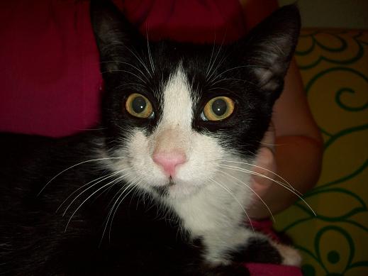 Michín, gatito macho de 5 meses. Protectora la Bienvenida 10-09-11+%252815%2529