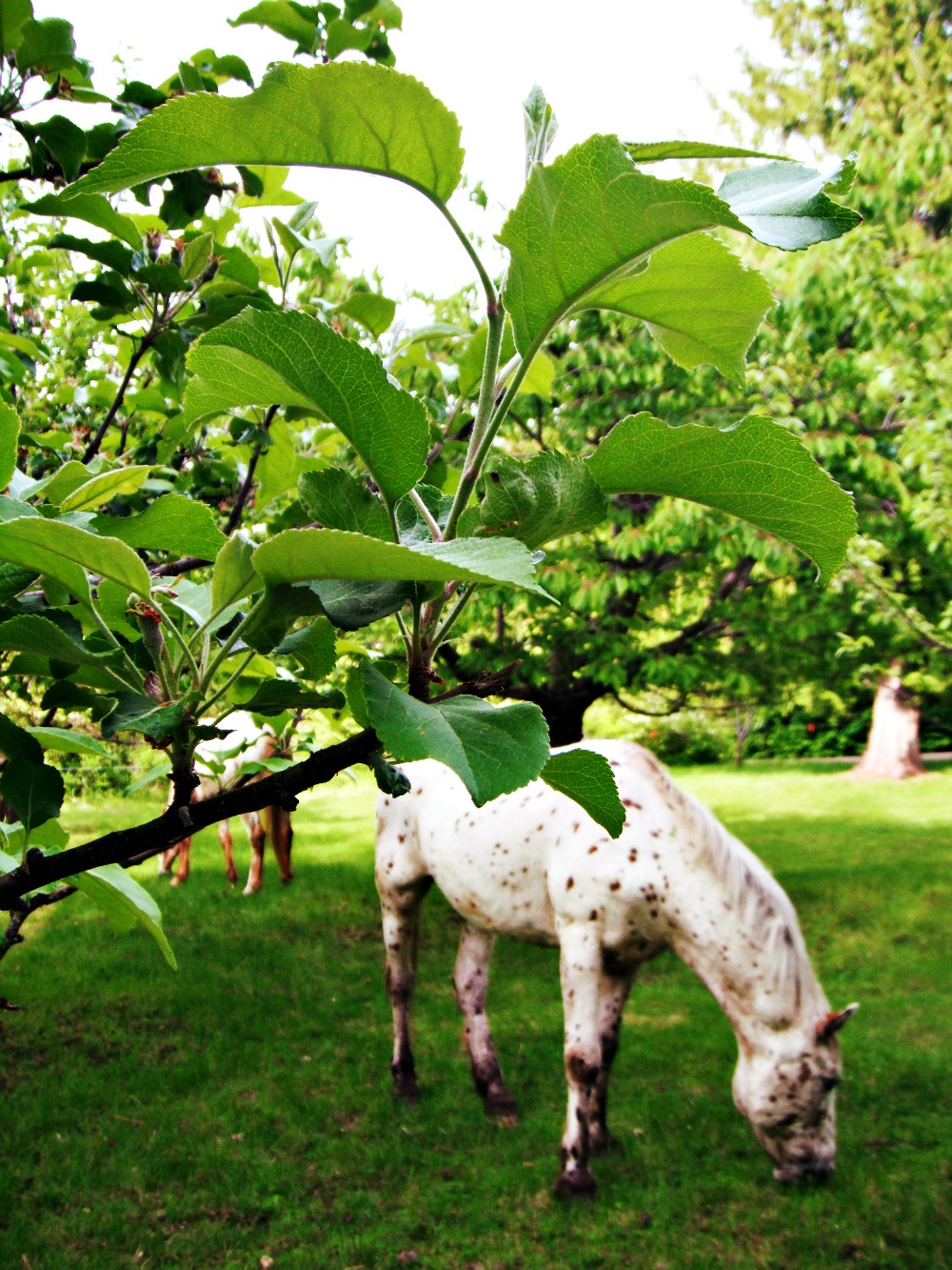 Day by Day On the Farm garden & horses