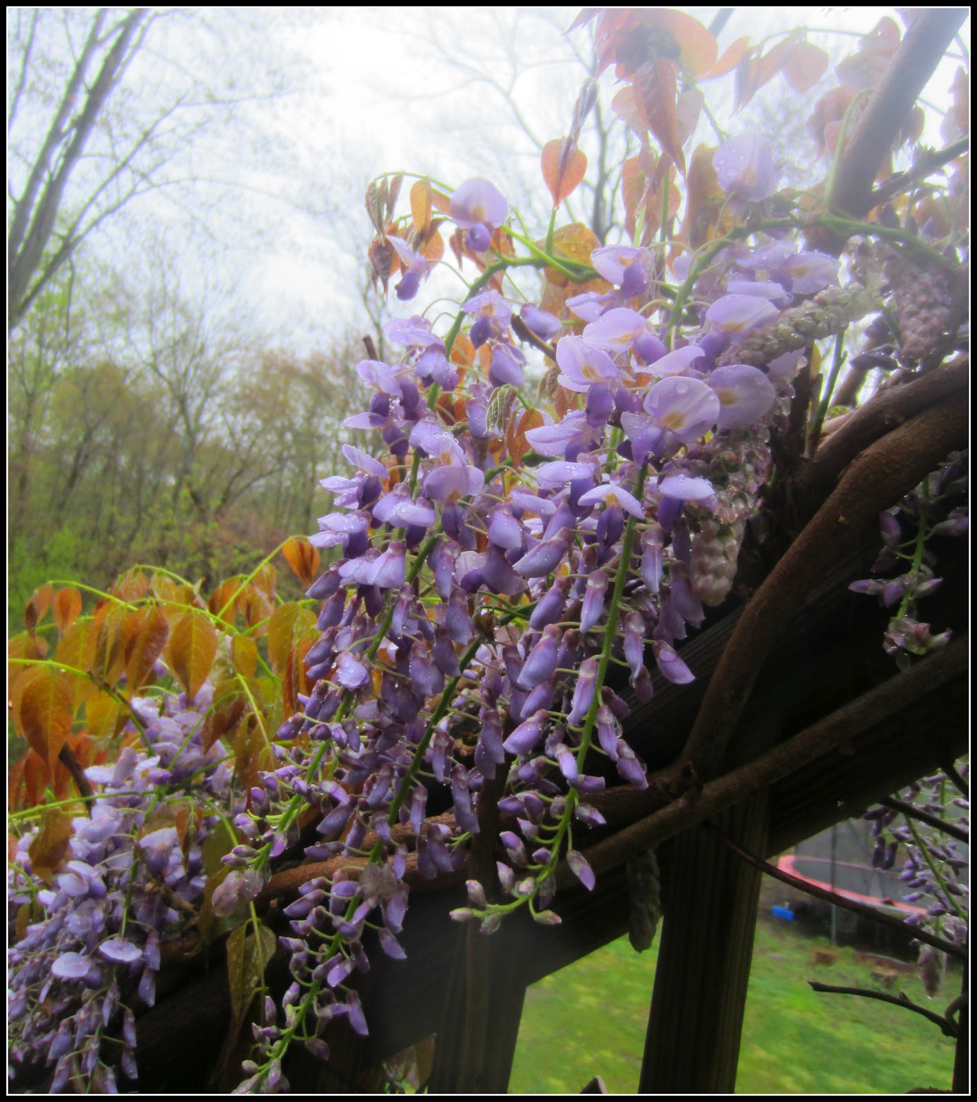 Down to Earth Style (Wisteria Vine Wreath}