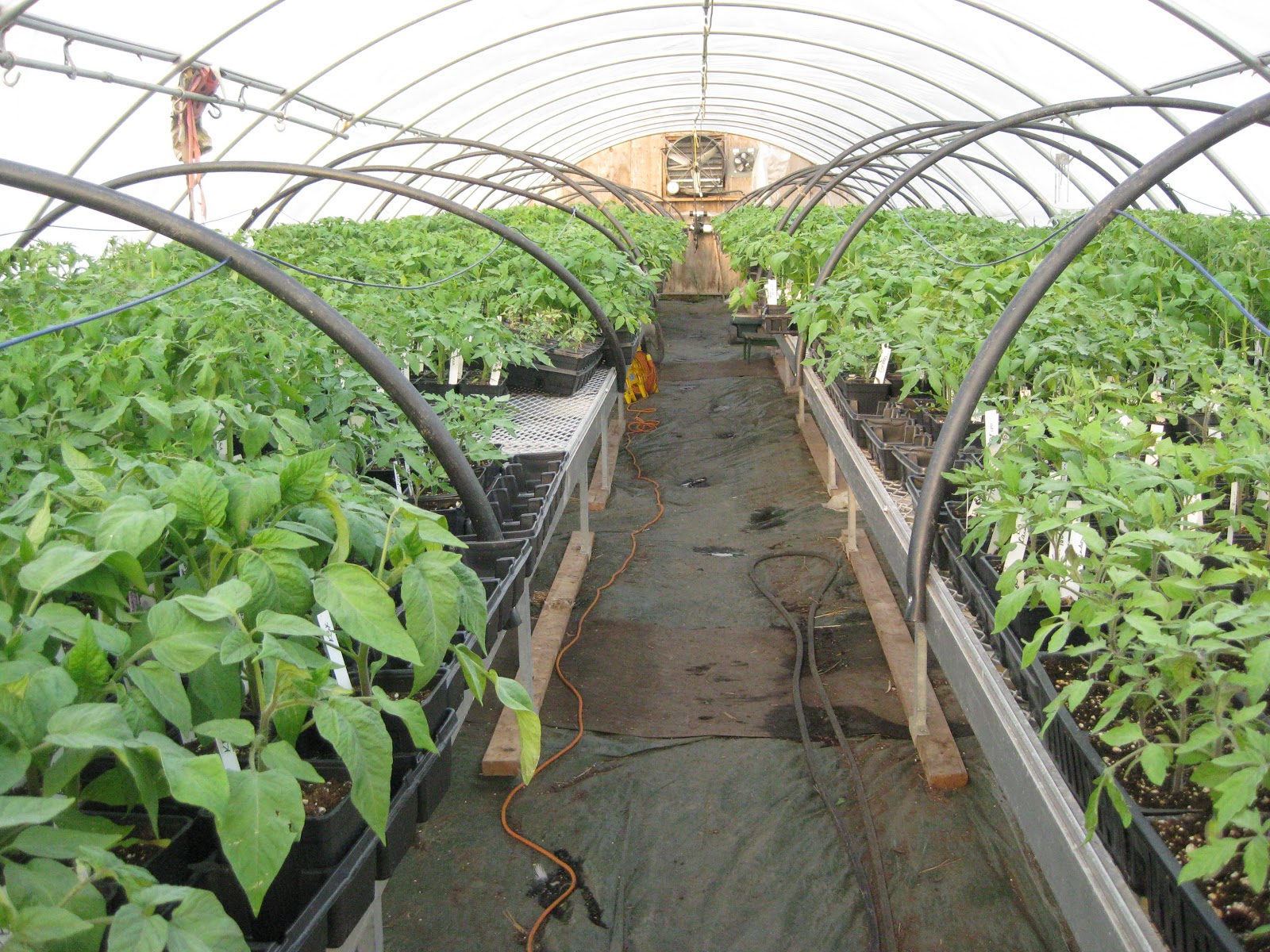 Tree and Twig Farm Blog Need Heirloom Tomato Seedlings Southern