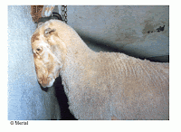 Νευρολογικά συμπτώματα λύσσας σε πρόβατο: πίεση της κεφαλής σε τοίχο