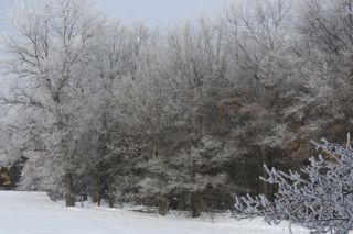 snowy field and forest photo of snowy field and forest