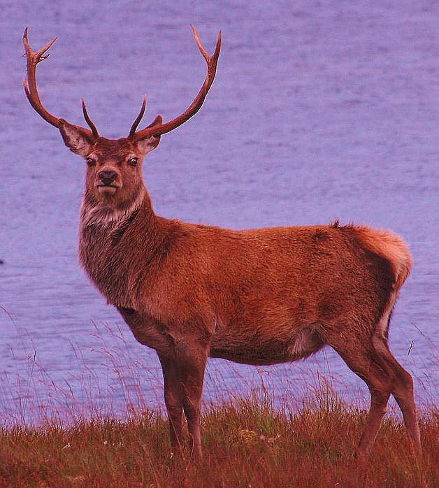 Sports and Stuff Fear the Deer