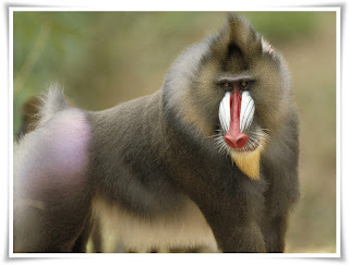 Baboon Animal Pictures
