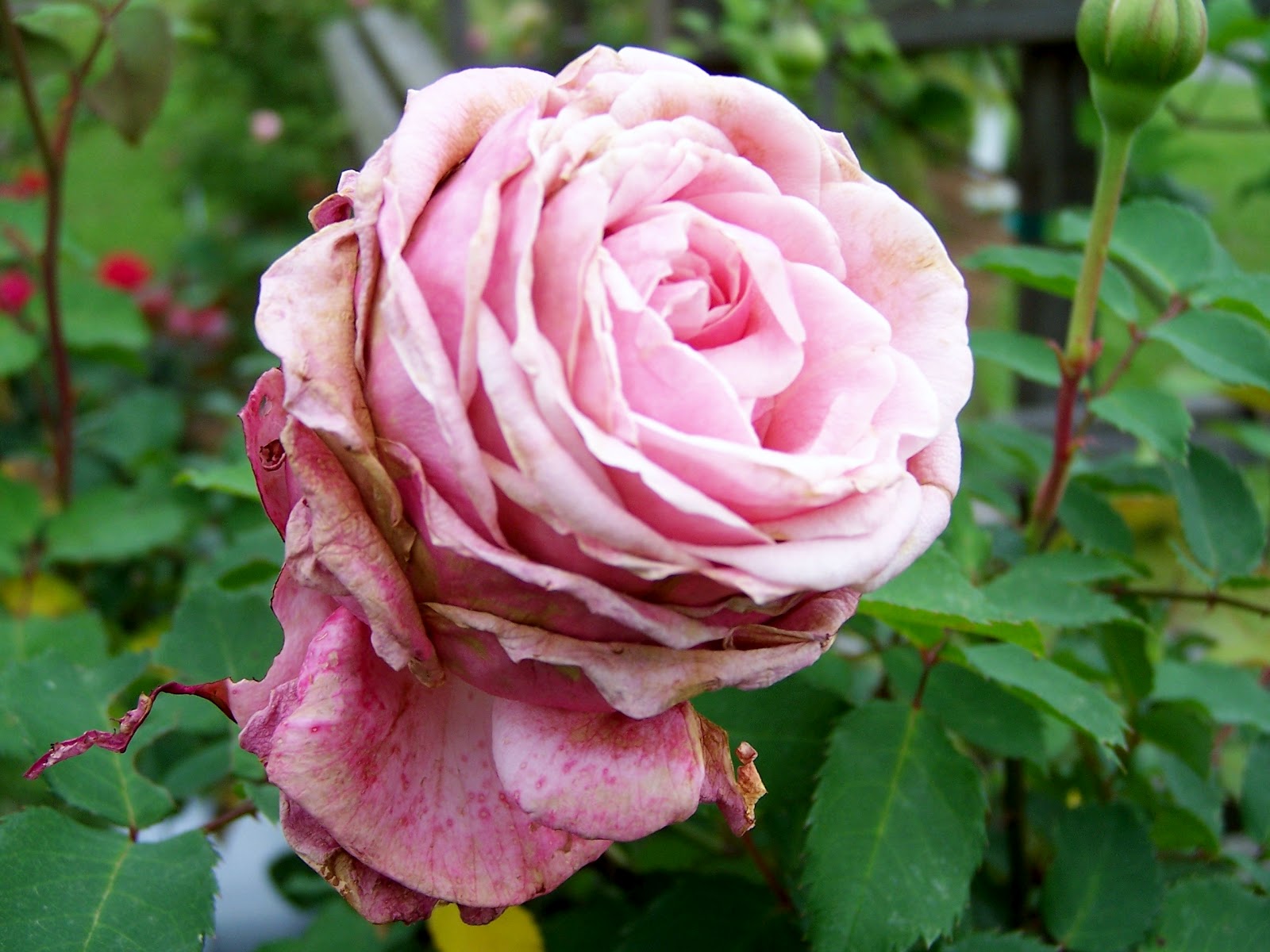 Henny Penny Rose Cottage The Good, The Bad, and The Ugly