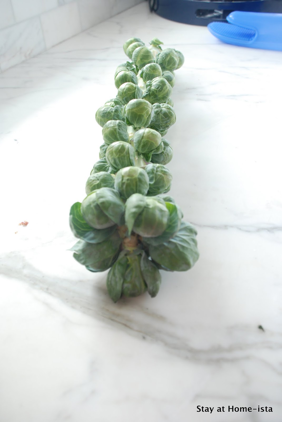 Stay at Homeista How to Roast Brussel Sprouts on the Stalk