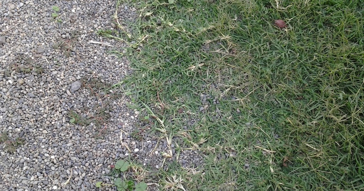 The Landscape Supervisor How to Get Rid of Bermuda Grass