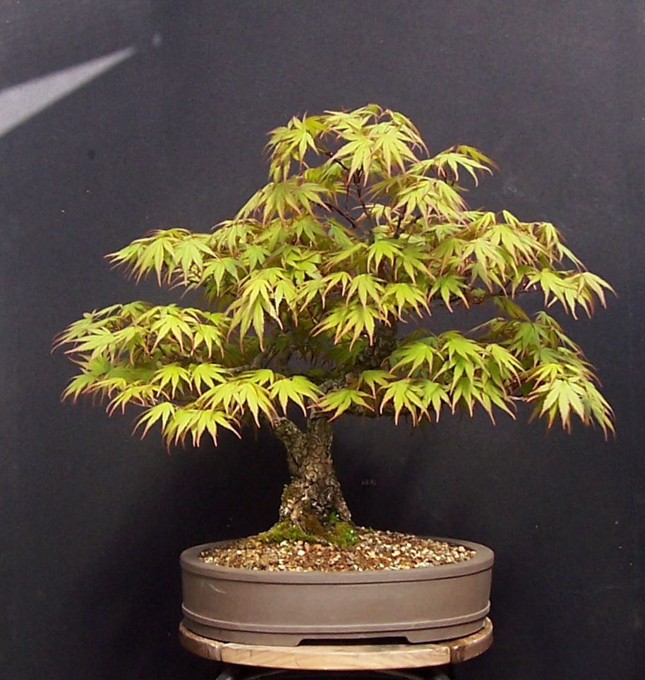 MiKo Bonsai Gallery of my Bonsai