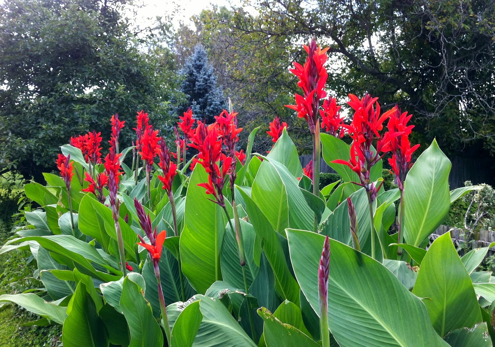 DeCampStudio Canna lilies