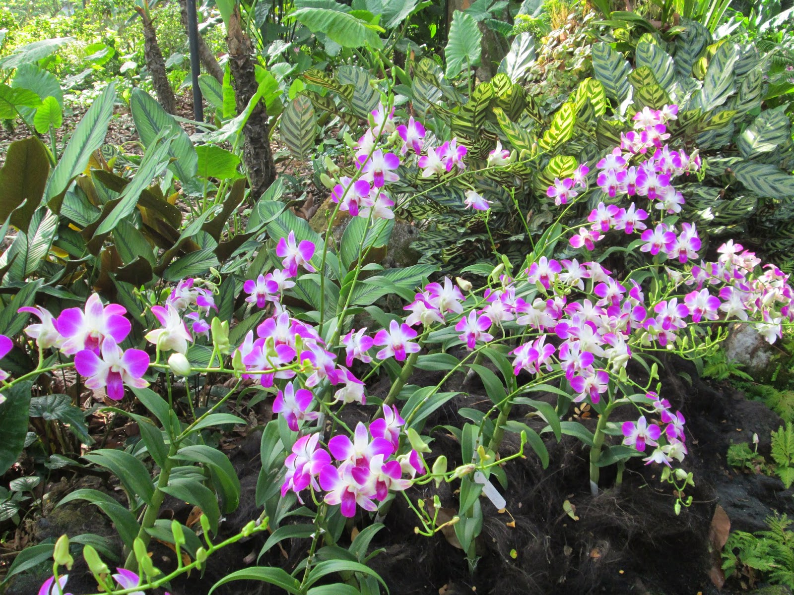Singapore Botanical Garden, Orchard Garden