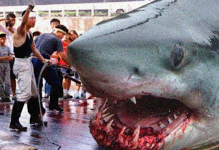 megalodon adalah spesies ikan hiu purba raksasa yang hi