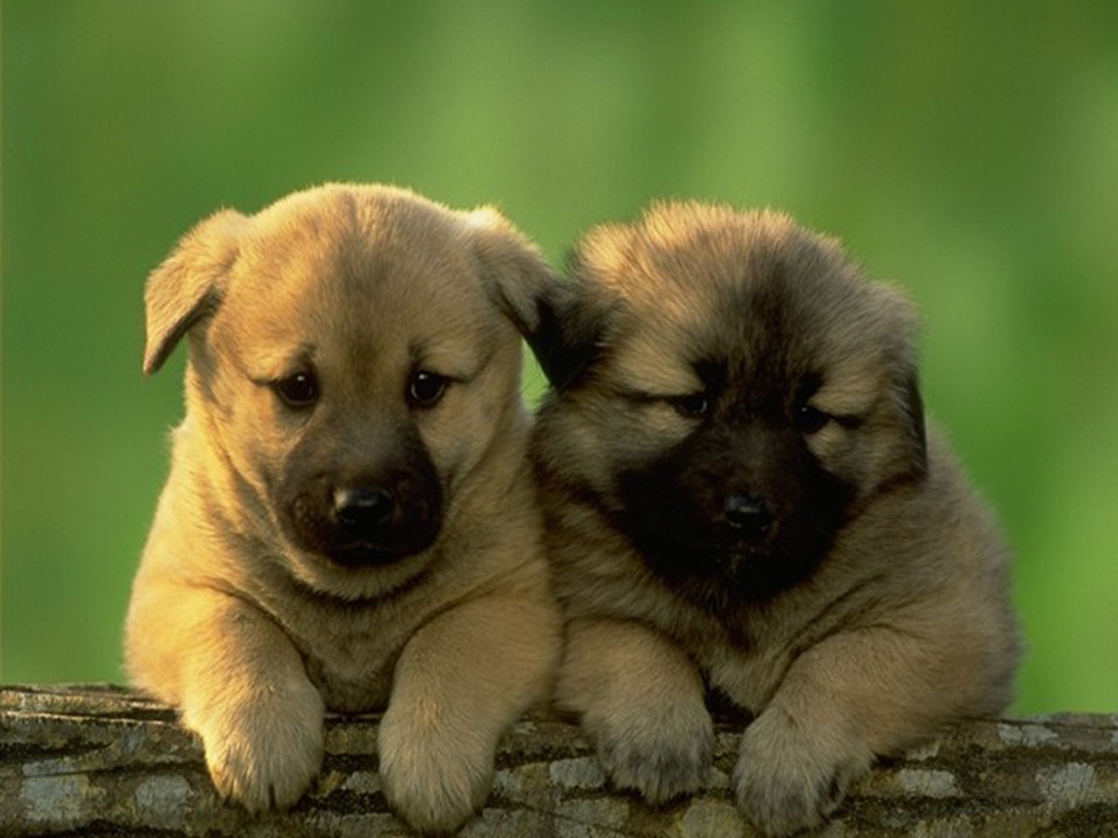 Cute Puppy Wallpapers - Wallpaper Cave