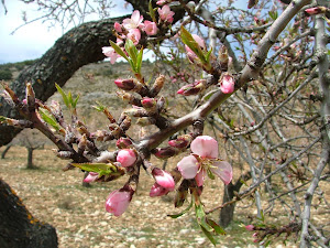 Prunus dulcis