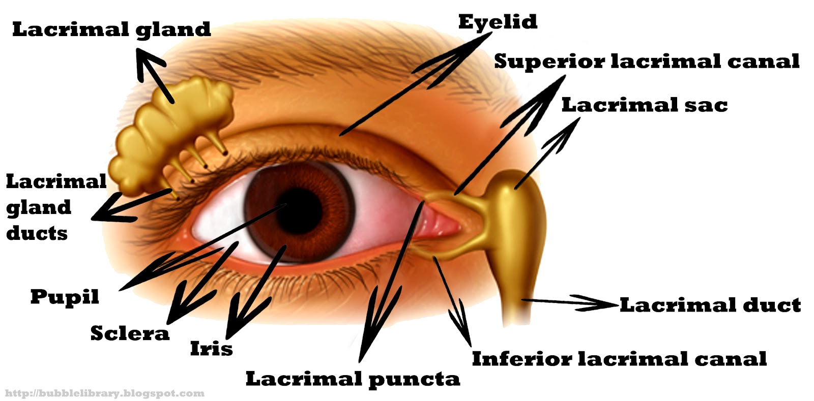 B u B b L e p e d i a What are eyes made of?