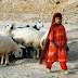 Very Beautiful and Cute Kids - Little Afghan girl with her sheeps