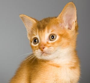cute cat