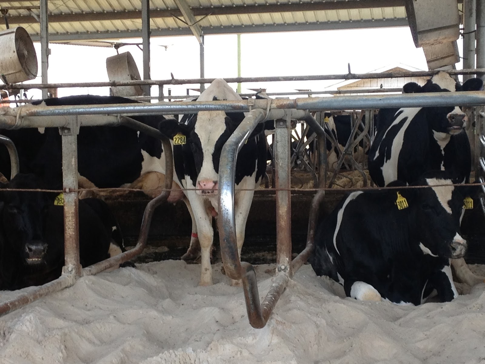 Kimmi's Dairyland 13 Favorite Dairy Recipes