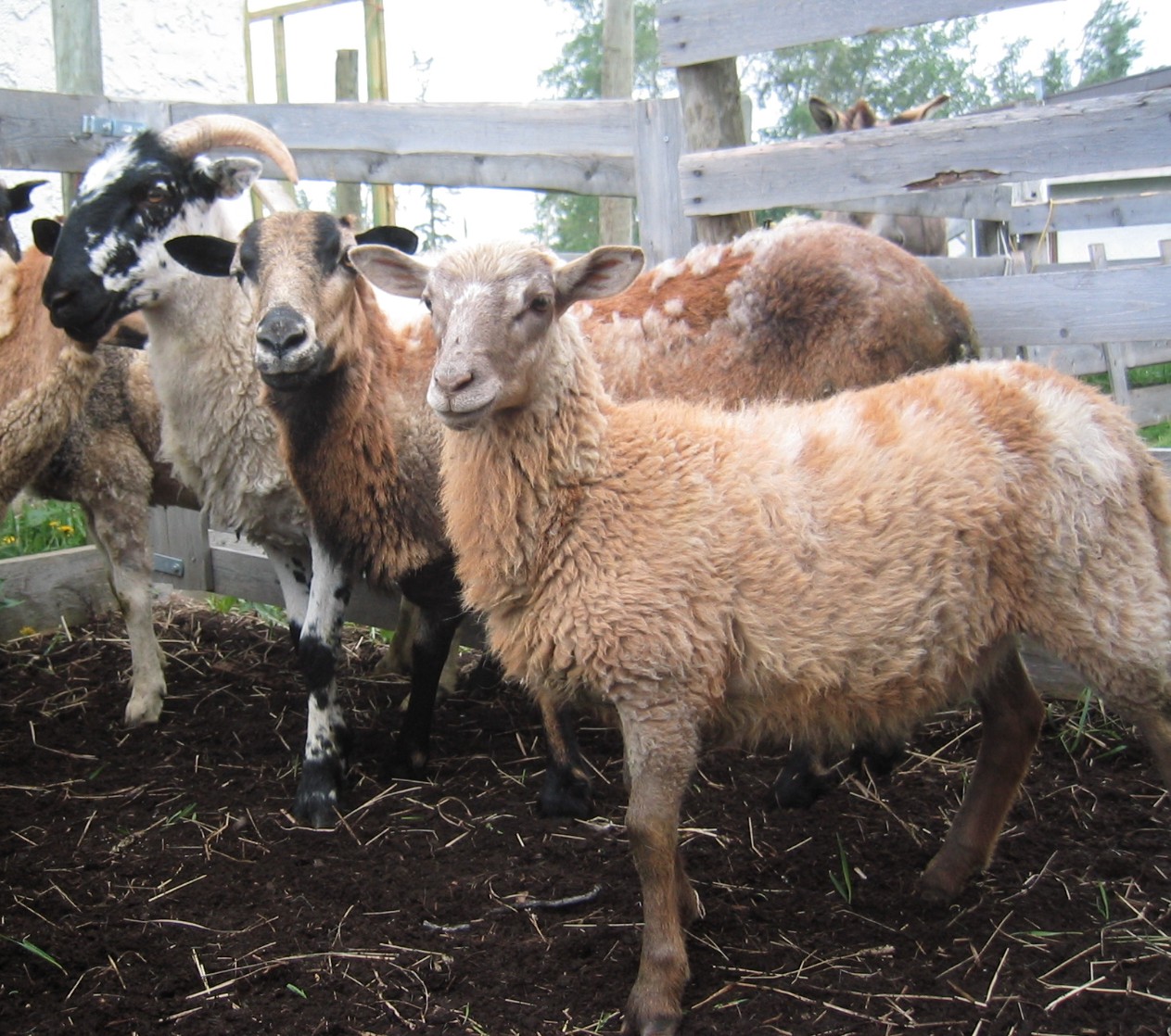 Baa Ram Ewe Sheep: Innisfail Odd and Unusual Animal and Bird Auction Sheep  and Goat Day