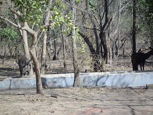 Sambar at a artificial water hole.