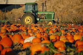 pumpkin picking