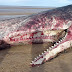 Gray whale dies bringing us a message — with stomach full of plastic trash