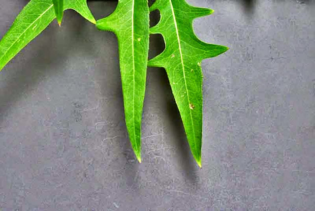 leaves, close-up, black background