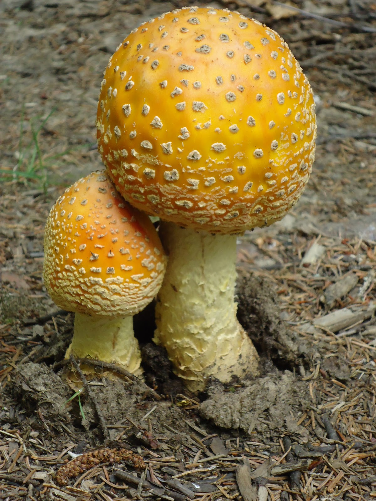 Oxygen Grows On Trees Amanita muscaria just looks cool to me.