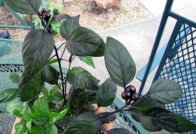 Annieinaustin Black pearl peppers in pot
