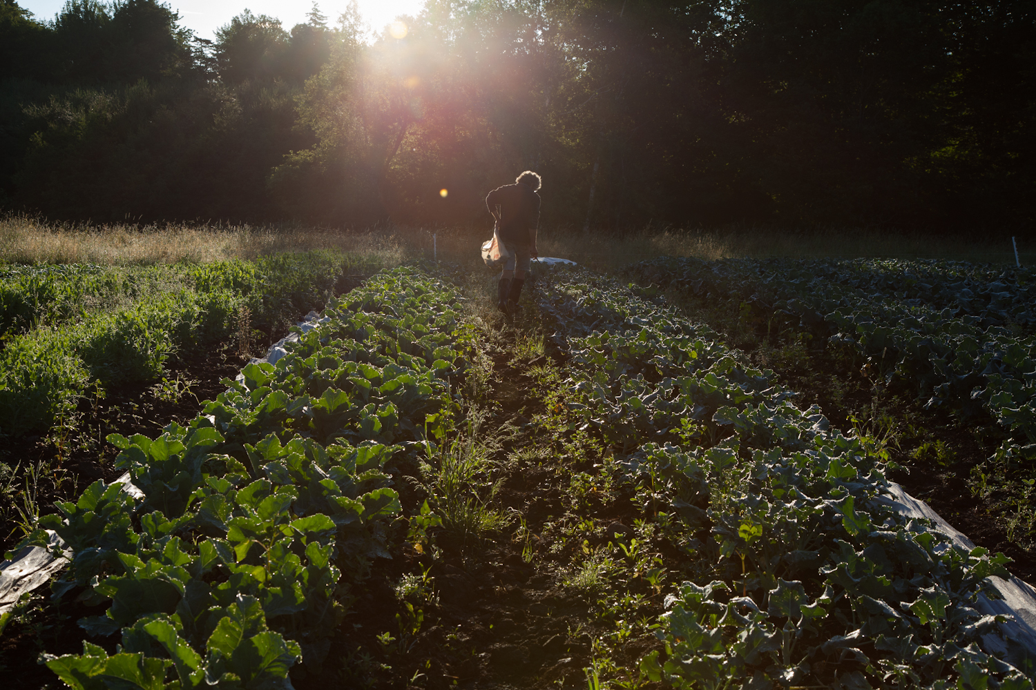Kitchen by Aubergine Fennel quinoa salad with raspberry mint