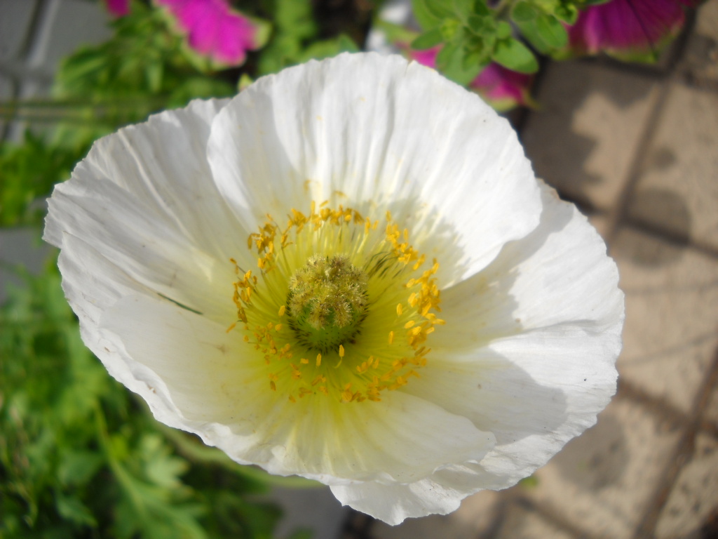Daily Glimpses Of Japan Poppy Flowers in Japan