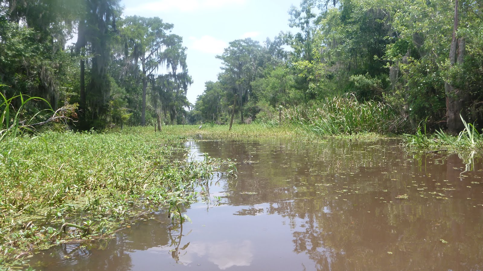 Southeastern Louisiana Paddling Kayaking Natalbany River to North Pass