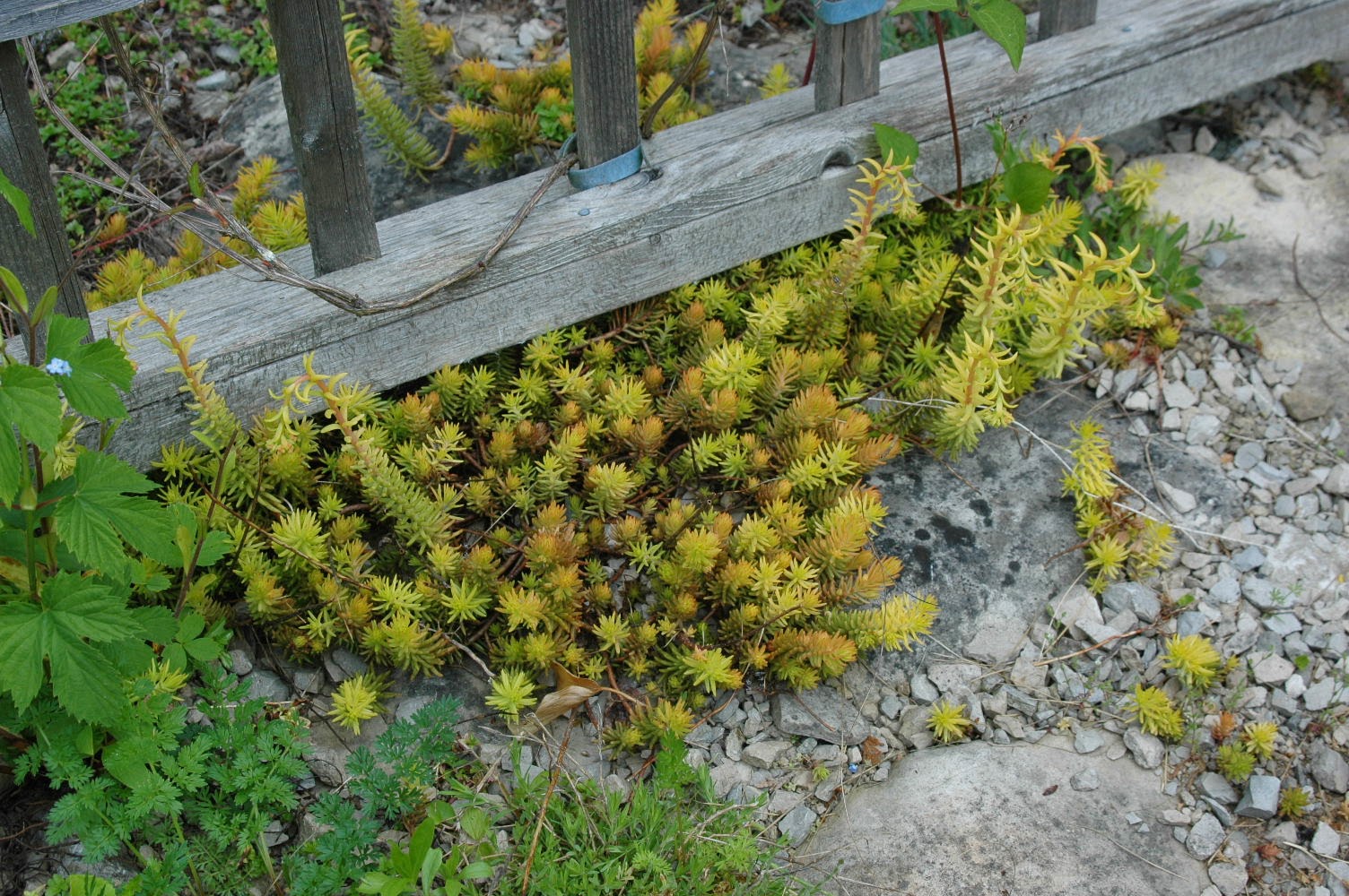 Sedum rupestre 'Angelina'