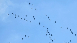 Zugvögel am 23.11.2015... Zugvögel am 23.11.2015...