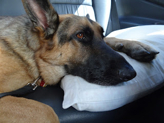 zeke, pillow, car ride