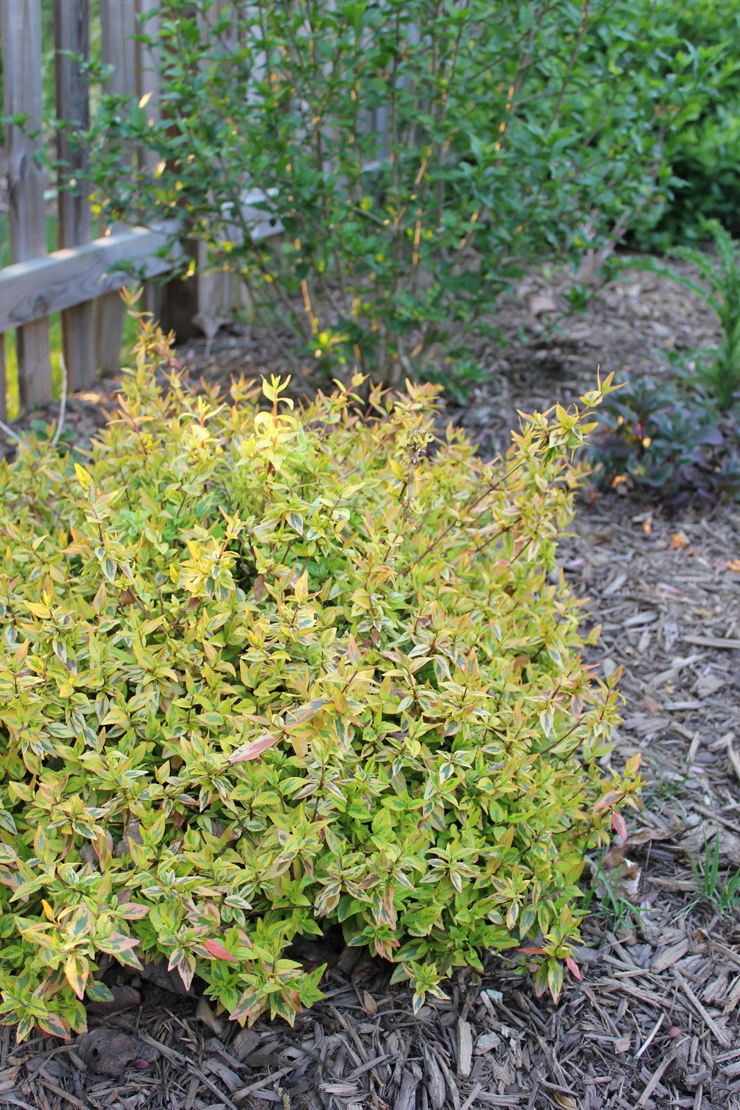 Abelia Grandifolia Plant Care And Culture Travaldo S Blog