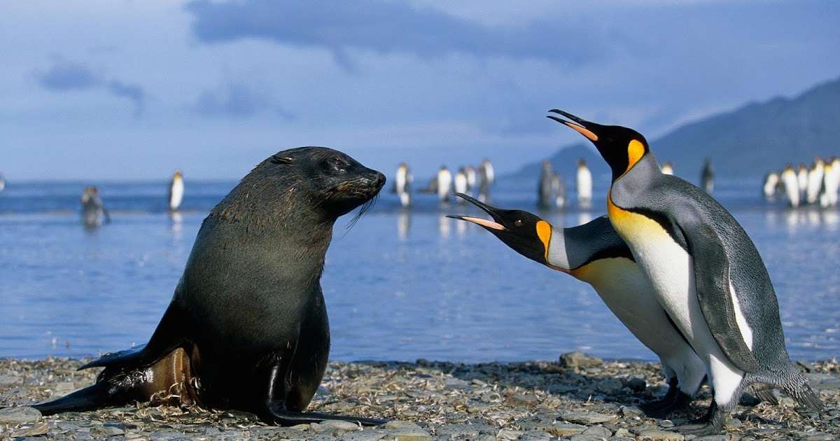 Pink Chucks: HAPPY (belated) WORLD PENGUIN DAY!