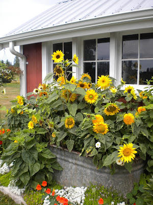 sunflowers are THE color of august at red gate farm