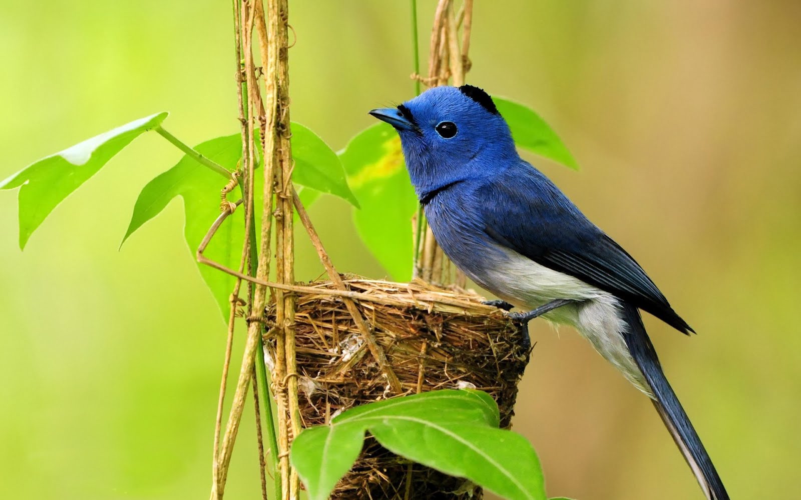 bird wallpaper cute small bird wallpaper latest small bird wallpaper bird wallpaper cute small bird wallpaper latest small bird wallpaper