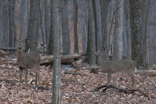 Bambi and company