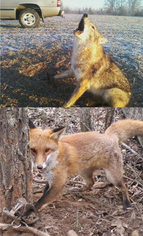 Ban Fur Trapping On Public Lands in the United States