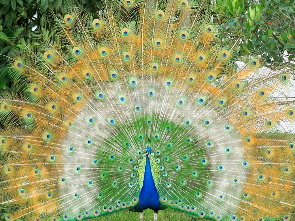 Animal Wallpapers Blog: Peacock Wallpapers